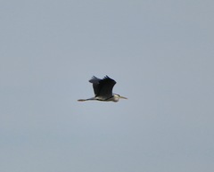 Ardea cinerea
