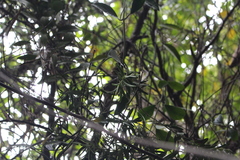 Veronica strictissima
