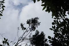 Veronica strictissima