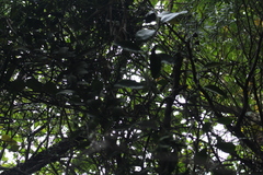 Veronica strictissima