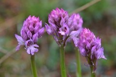 Neotinea tridentata tridentata