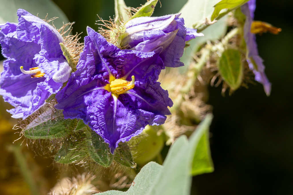 Solanum crinitum