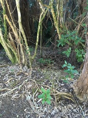 Melicytus ramiflorus ramiflorus