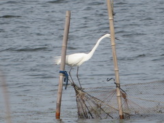 Ardea alba modesta
