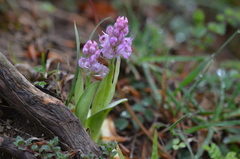 Neotinea tridentata tridentata