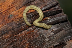 Fletchamia mediolineata