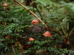 Mycena toyerlaricola