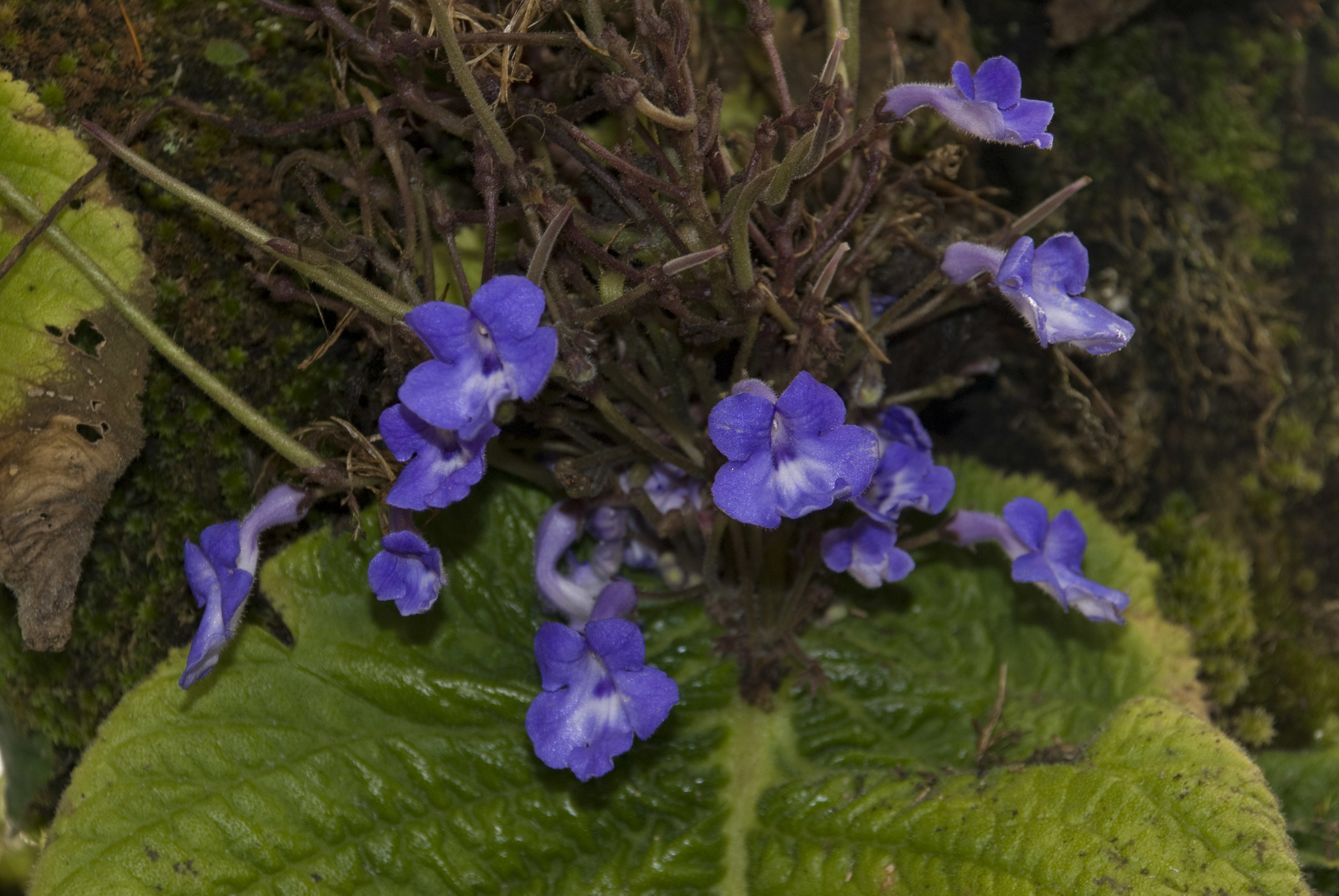 Streptocarpus goetzei