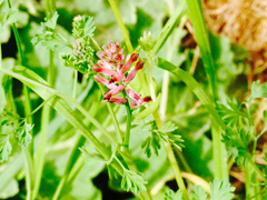 Fumaria officinalis