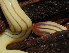 Fletchamia mediolineata