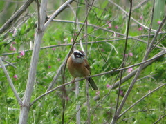 Emberiza cioides