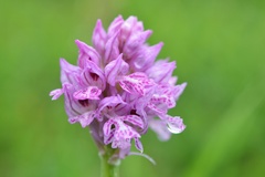 Neotinea tridentata tridentata