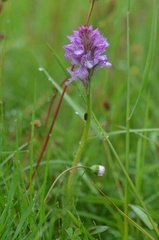 Neotinea tridentata tridentata