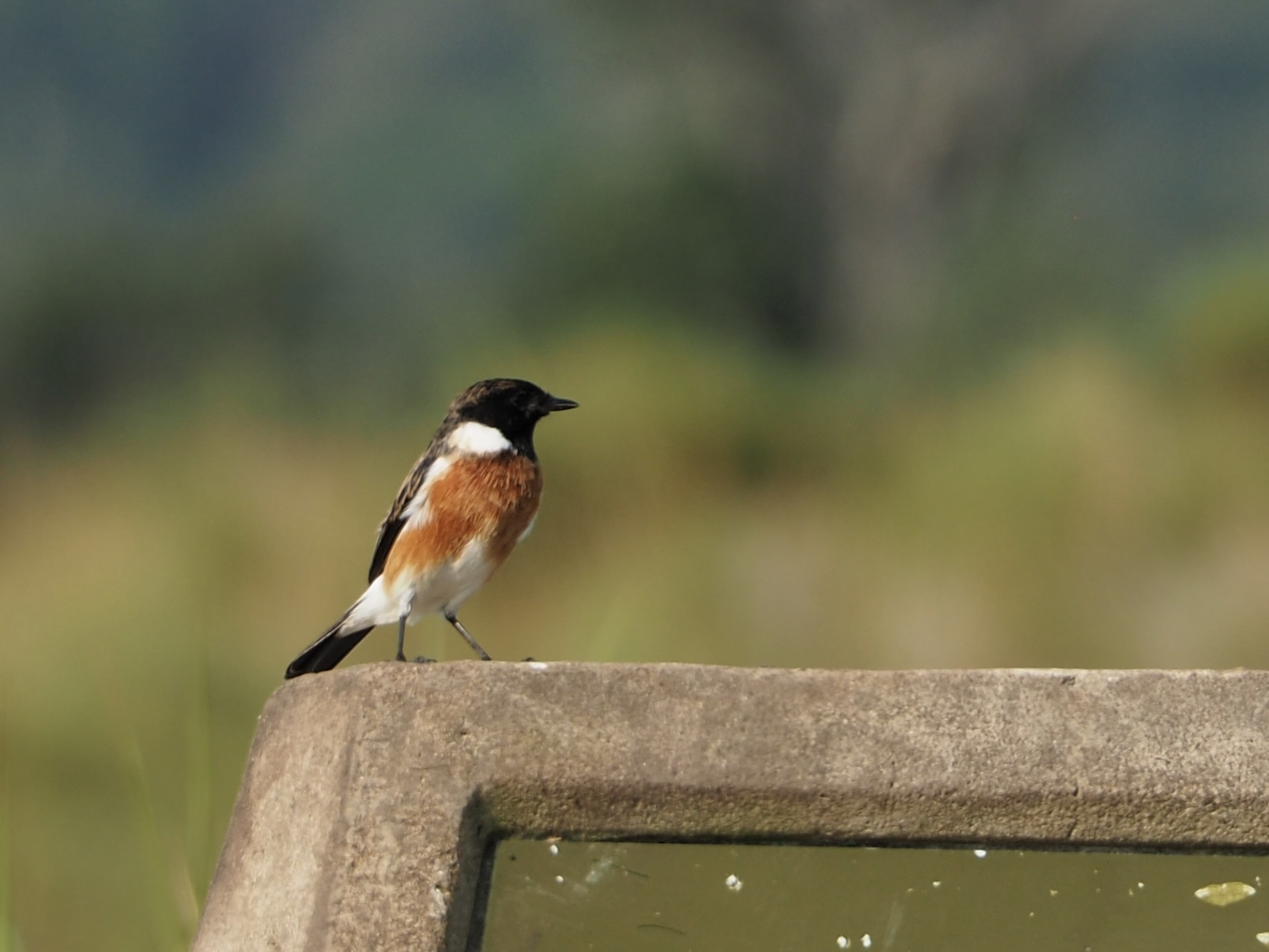African Stonechat