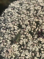 Trichodes quadriguttatus