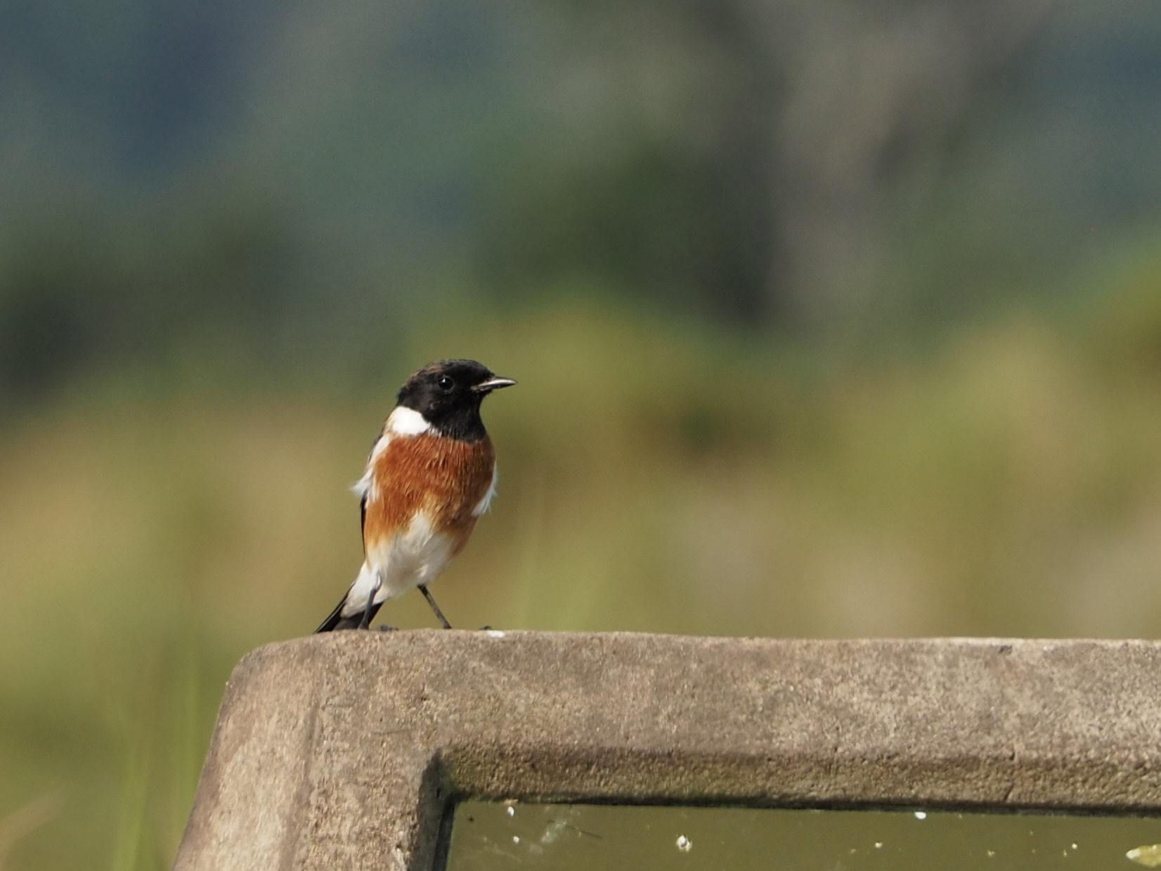 African Stonechat