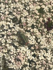 Trichodes quadriguttatus