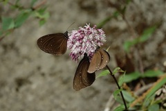 Eupatorium amabile