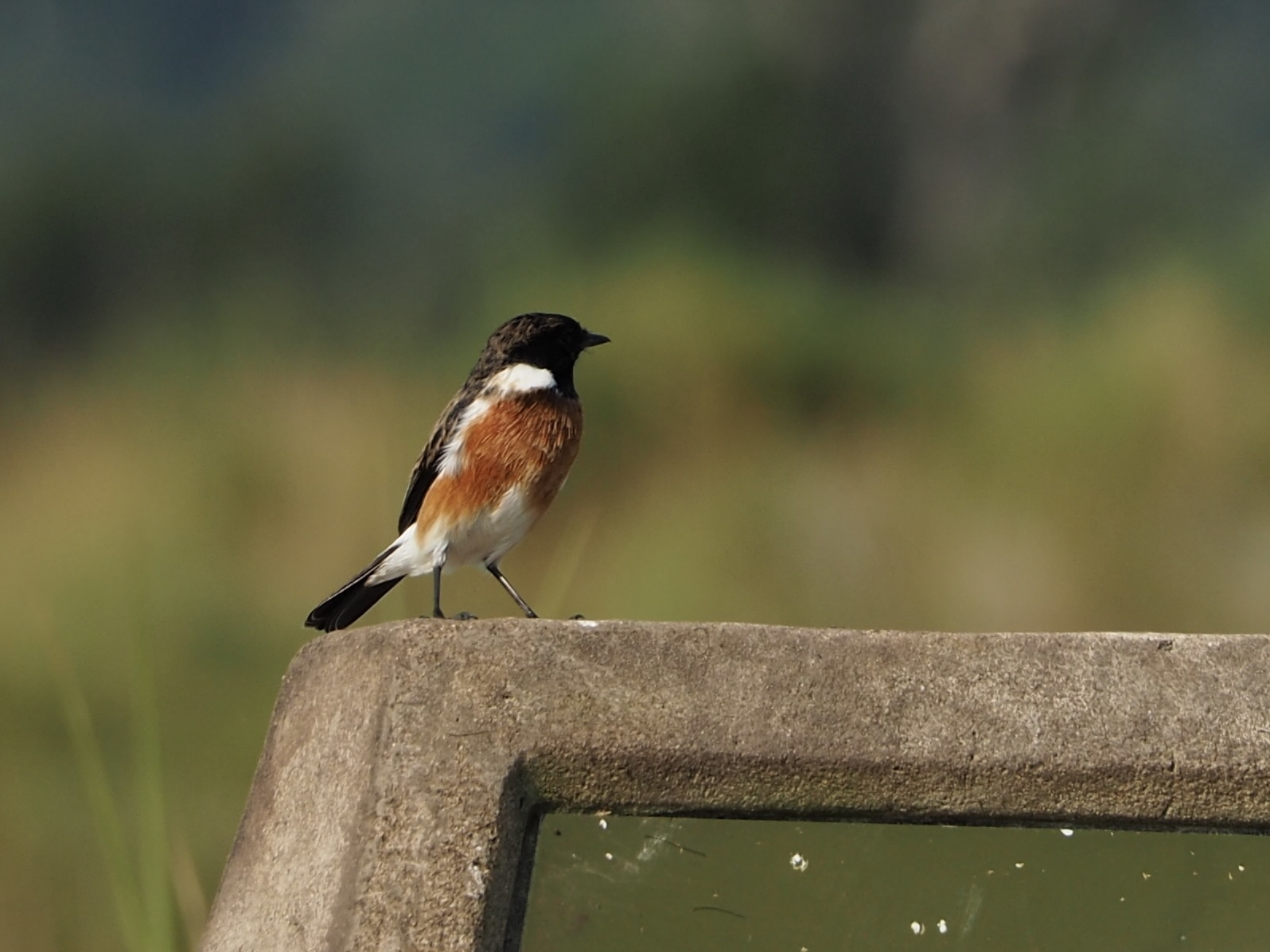 African Stonechat