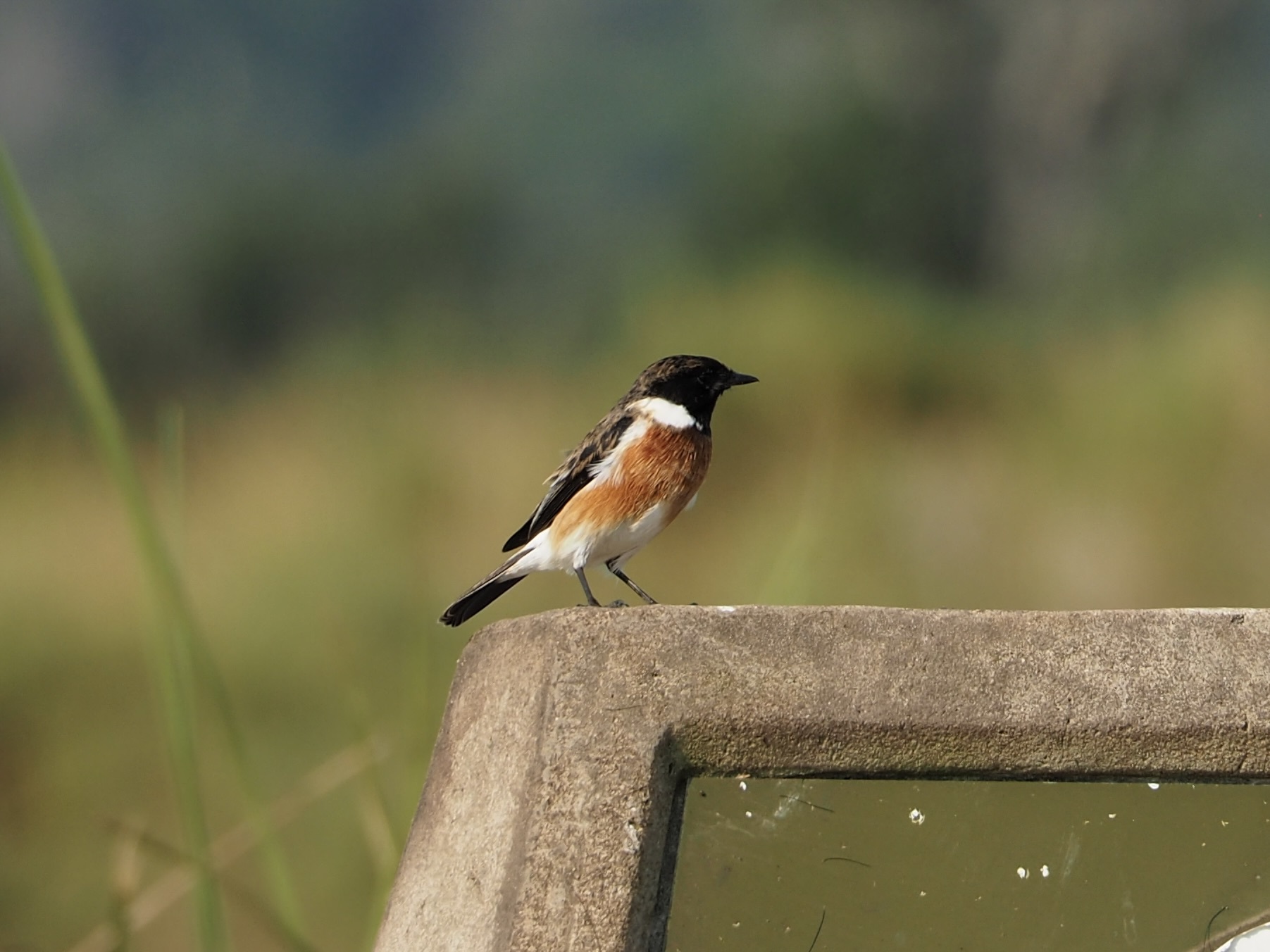 African Stonechat