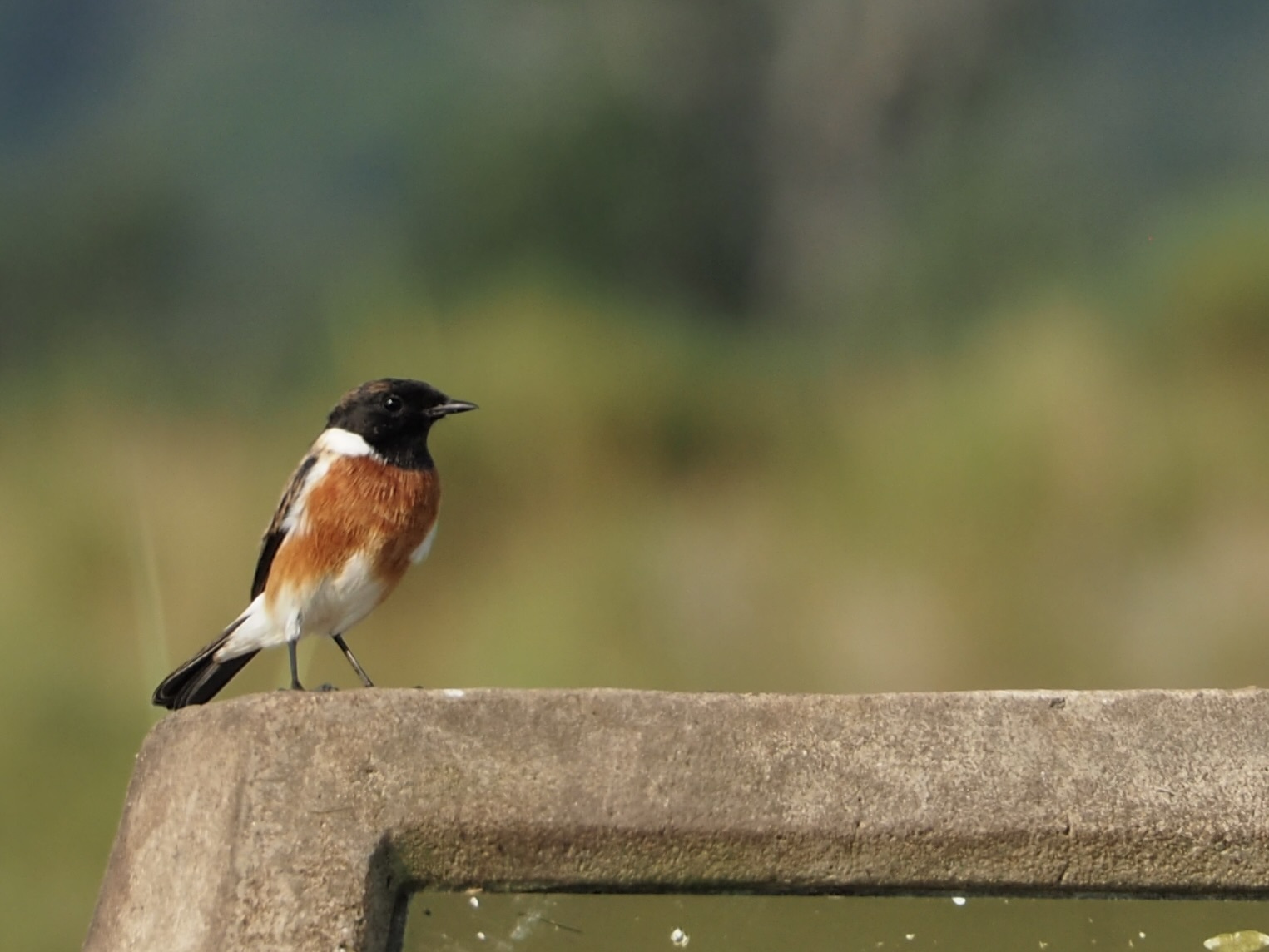 African Stonechat