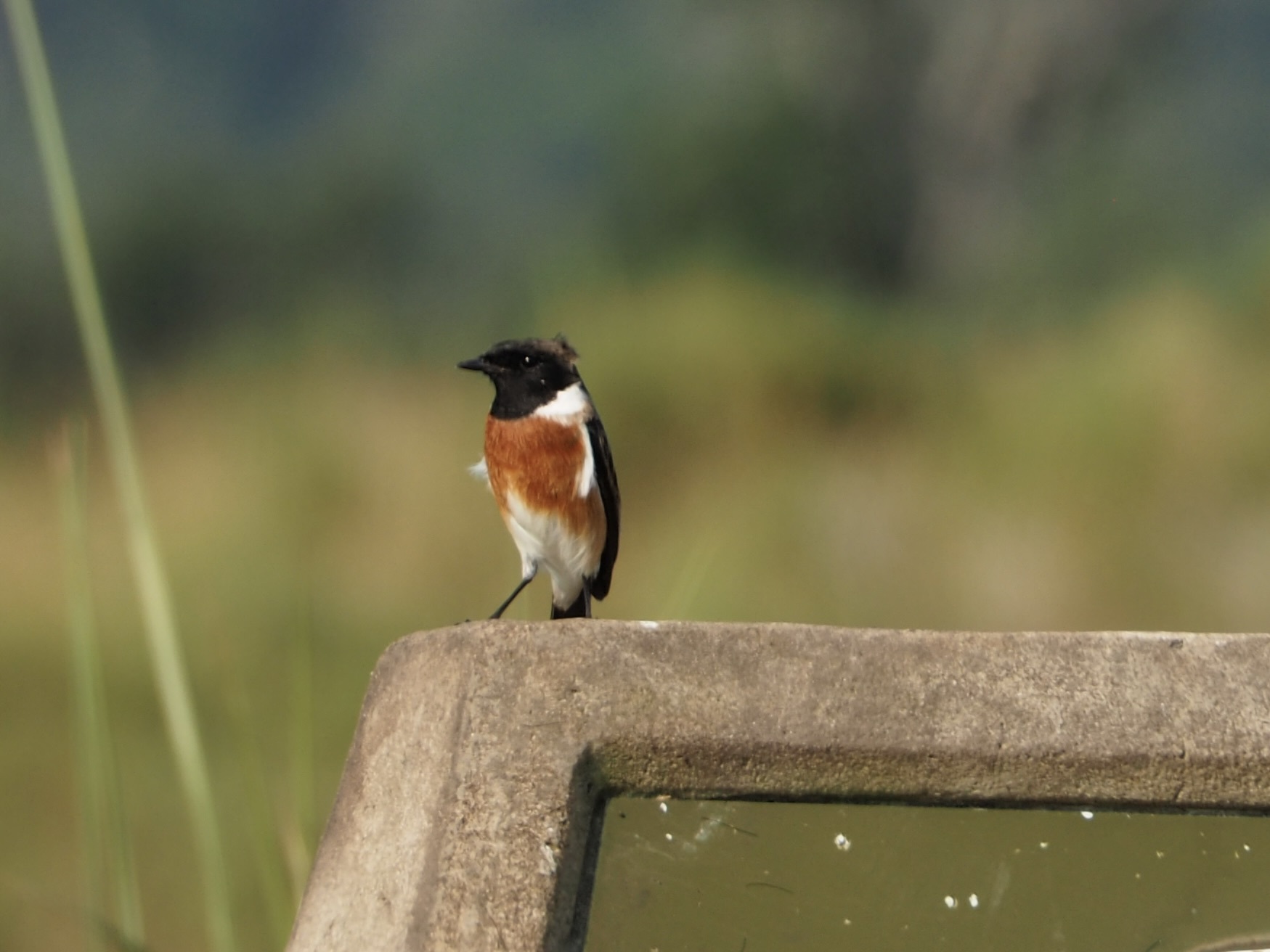 African Stonechat