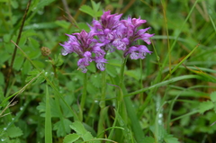 Neotinea tridentata tridentata
