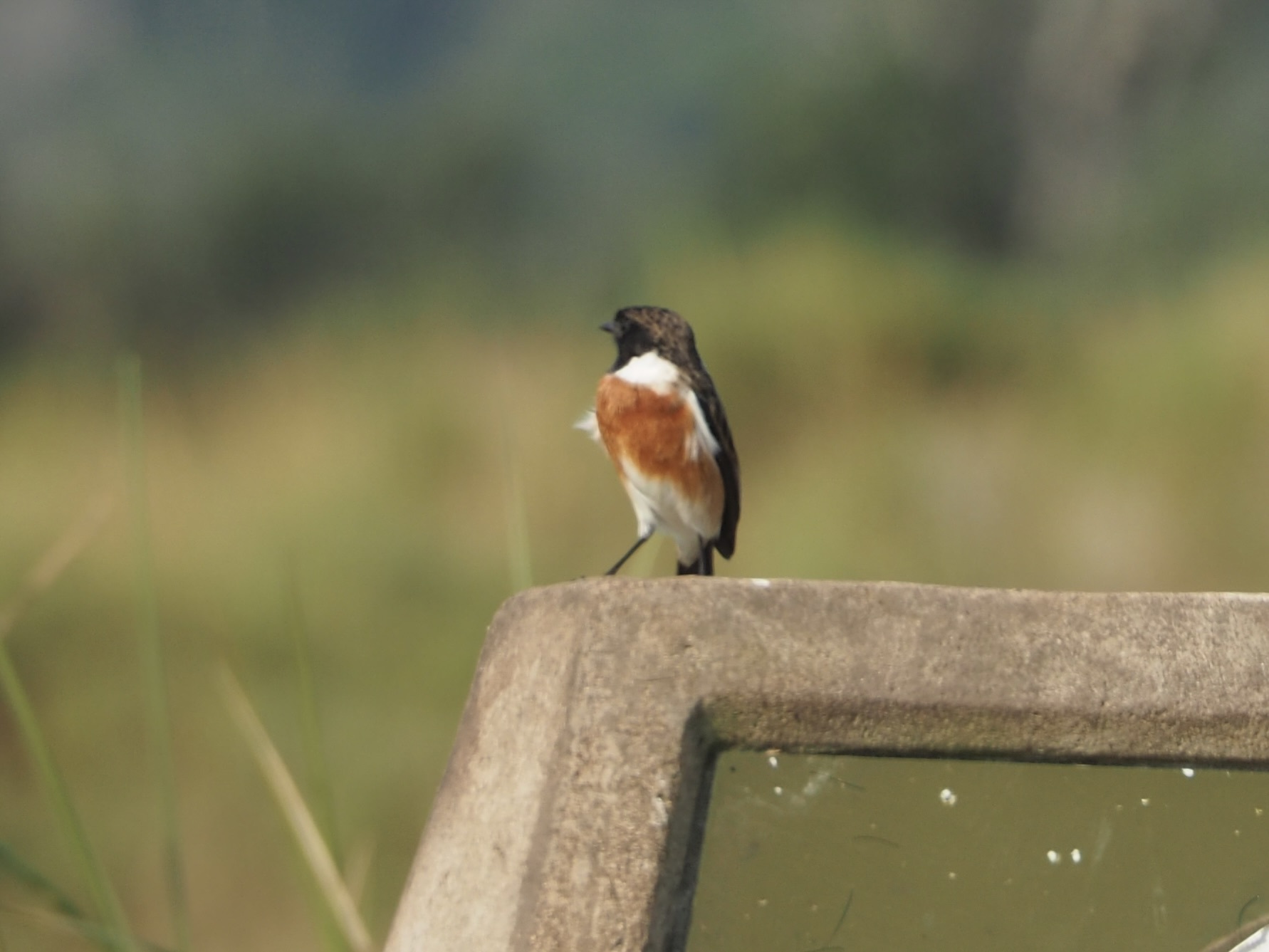 African Stonechat