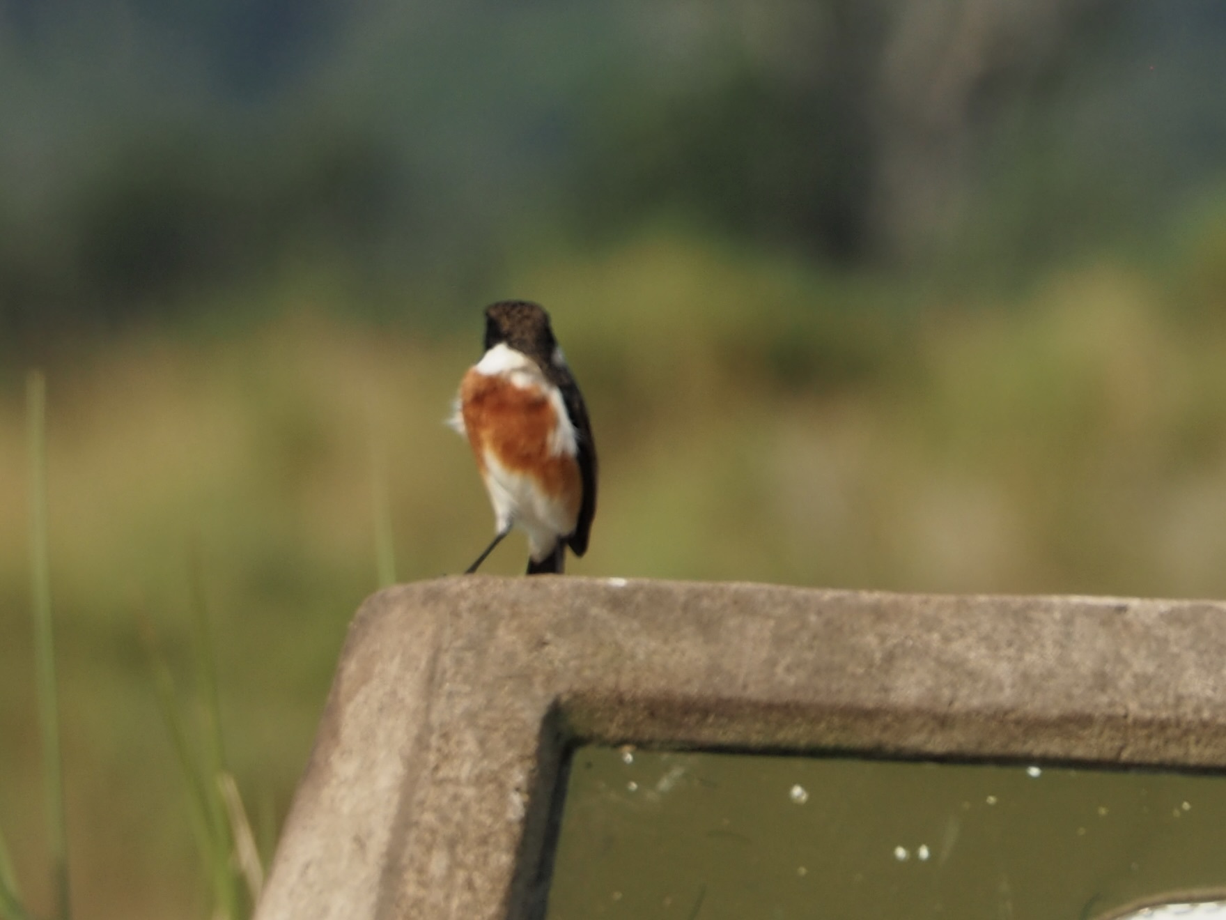 African Stonechat
