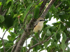 Lanius bucephalus