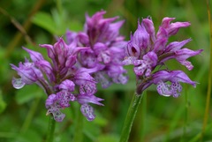 Neotinea tridentata tridentata