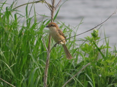 Lanius bucephalus