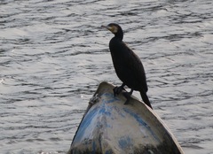 Phalacrocorax carbo hanedae