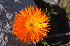 Lampranthus aureus