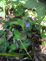 Veronica montana