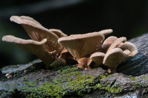 Hairy Oyster Mushroom