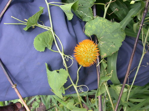 Momordica foetida