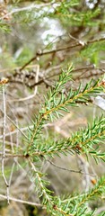 Melaleuca brevifolia