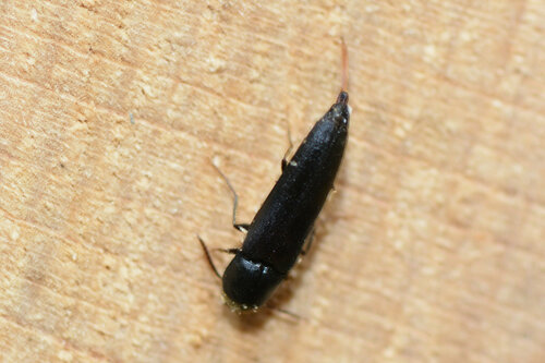 Isorhipis melasoides