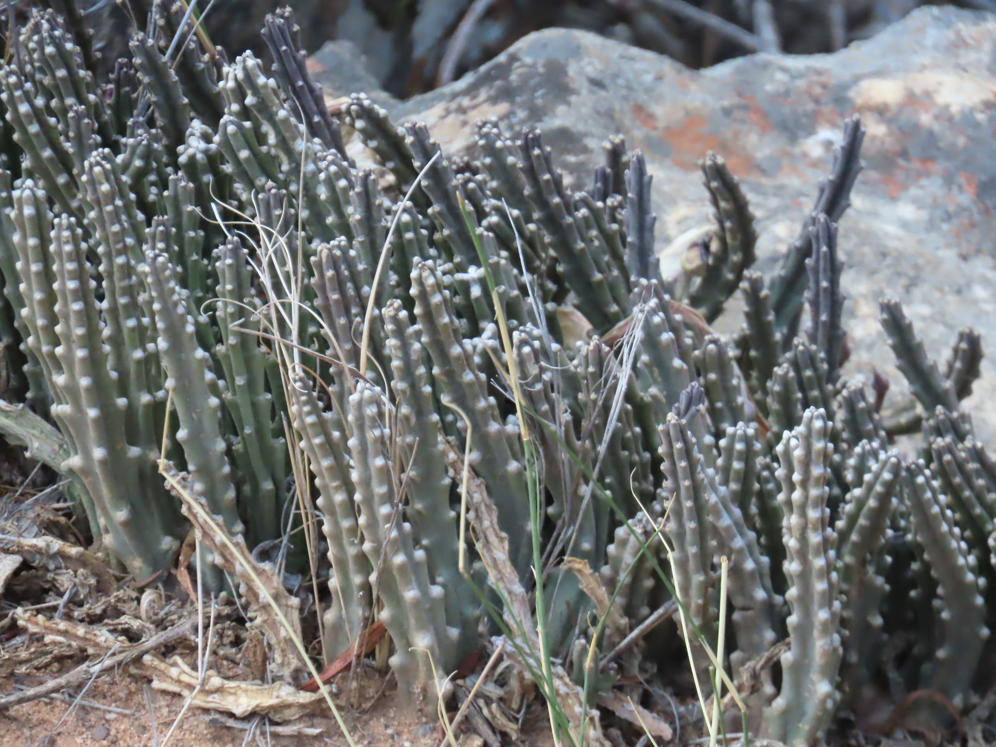 Stapelia cedrimontana 3
