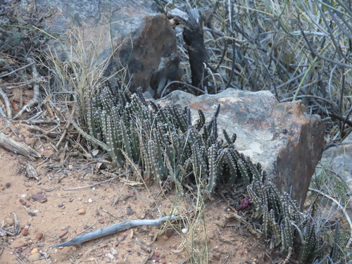 Ceropegia cedrimontana