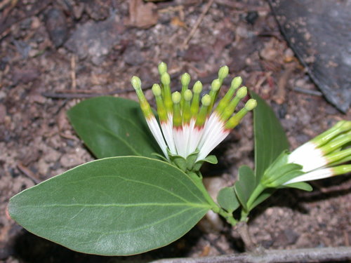 Agelanthus subulatus