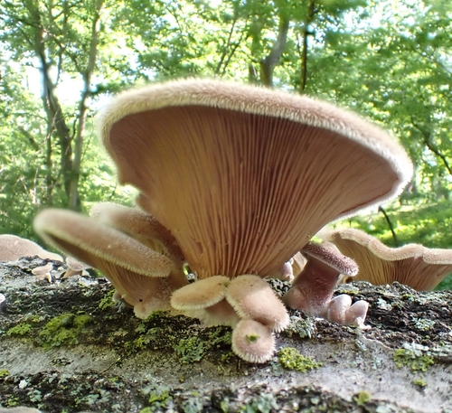 Hairy Oyster Mushroom