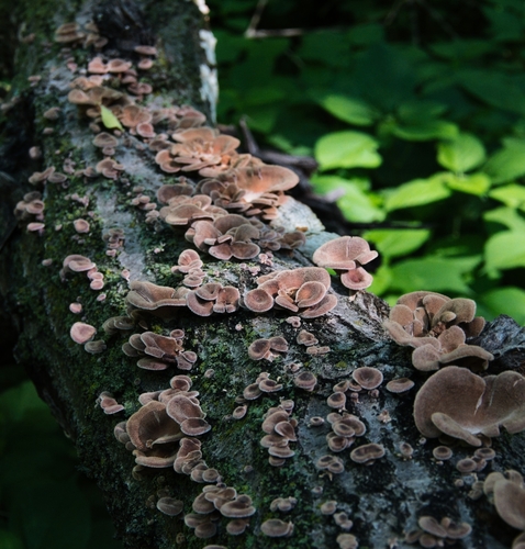Hairy Oyster Mushroom