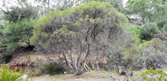 Melaleuca brevifolia