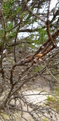 Melaleuca brevifolia