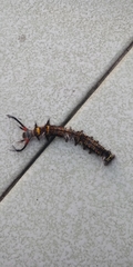 Lasiocampoidea