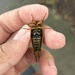 Little 17-year Cicada - Photo (c) thecicadadude, some rights reserved (CC BY-NC), uploaded by thecicadadude