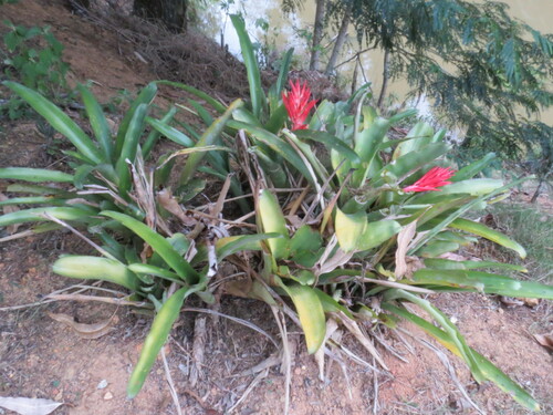 Billbergia lymanii