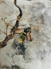 Paranthrene insolita